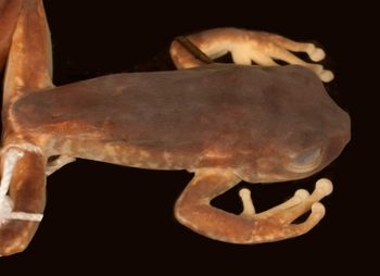 Media type: image;   Herpetology A-34965